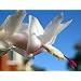 White Christmas Cactus Plant Zygocactus in 4 Inch Pot
