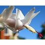 White Christmas Cactus Plant Zygocactus in 4 Inch Pot