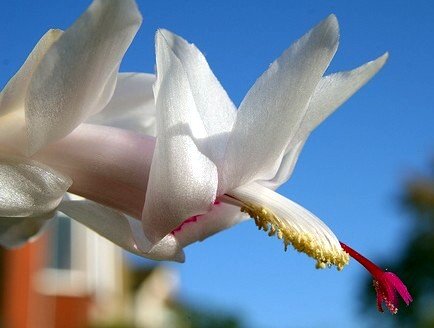 Christmas Cactus