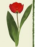 Mother's Day Flower Greeting Cards - Tulip, Asiatic Lily - Set of 2