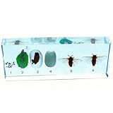 REALBUG Lifecycle of a Silkworm