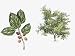 White Mulberry (Morus Alba) Plant with Flower, Leaf and Fruit, Illustration Photographic Poster Print, 18x24