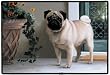 Pug on Porch Indoor Outdoor Doormat Rug Mat