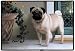 Pug on Porch Indoor Outdoor Doormat Rug Barrie Barnett
