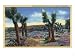 California - Joshua Trees and Desert Wild Flowers View Giclee Poster Print, 32x24