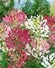 Queen Mix Cleome Seeds - Cleome hasslerana - 0.02 Grams - Approx 20 Gardening Seeds - Flower Garden Seed Queen Mix Cleome Seeds - Cleome hasslerana - 0.02 Grams - Approx 20 Gardening Seeds - Flower Garden Seed