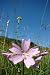 Musk Mallow, Aude, Pyrenees - 24
