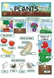 Plants Mini Bulletin Boards