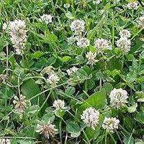 White Dutch Clover Seed