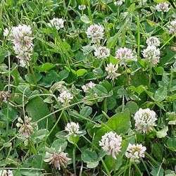 White Dutch Clover Seed