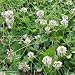White Dutch Clover Seed