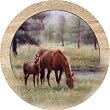 Mare & Foal - Thirstystone Sandstone Coaster Set