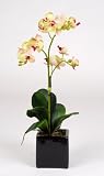 41lV0vjbPXL. SL160  Artificial 17 Mini Phalaenopsis Orchid, Green