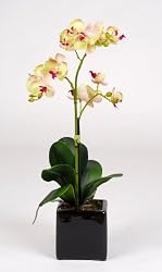 Artificial 17" Mini Phalaenopsis Orchid, Green