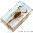 Real Insect Paperweight - Scorpion