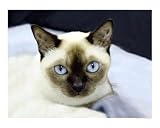 Tonkinese Cat Animals Photographic Poster Print by Marlene Barrett, 10x8