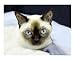   - Tonkinese Cat Animals Photographic Poster Print by Marlene Barrett, 20x16