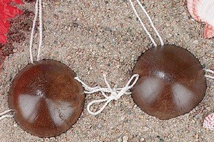 12 genuine ADULT coconut BRAS- wholesale lot- Great LUAU party lot -
