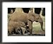 An Adult African Forest Elephant Leads Two Younger Elephants Through the Forest Framed Art Poster Print by Michael Fay, 22x18