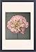 Framed Prints of Dianthus Caryophyllus (Carnation) from Mary Evans