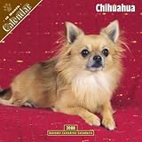 Chihuahua 2008 Calendar - Dog Breed 2008 Calendars