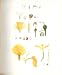 Perrin Ltd Ed 1914 Analytical Drawings Monocotyledons 3