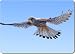 Kitchen & Housewares : KESTREL in FLIGHT BIRD of PREY Set of 4 Place Mats