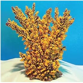 Natures Image No. 25E Branching Acropora Golden 6 in x 4 in x 4 in Acropora florida Coral... by Natures Image