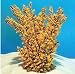 Pet Supplies : Natures Image No. 25E Branching Acropora Golden 6 in x 4 in x 4 in Acropora florida Coral Reproduction