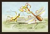 Insects: Empusa Gonaylodes and E. Lobines 20x30 Poster Paper