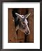 Donkey in Old Town, Siwa, Egypt Animals Framed Photographic Poster Print by John Elk III, 14x17