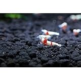 6 S+ Grade CRS Crystal Red Shrimp Live Freshwater Aquarium Shrimp by SoShrimp