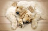 Golden Retriever (Puppies Sleeping) Art Poster Print - 22