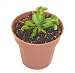 Carnivorous Plant - Venus Flytrap 'Dente' - POTTED AND GROWING