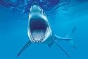Posters: Sharks Poster - Bite Me (36 x 24 inches)
