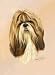 shih_tzu3shih tzu - Shih Tzu Playing Cards Art by Robert May