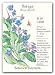 Borage Seeds