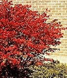 Burning Bush Shrub, 14-20 Inch