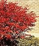 Burning Bush Shrub, 14-20 Inch