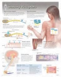 Sensors & Receptors Wall Chart: 8251