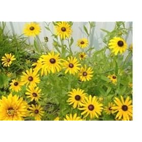 26,000 Black Eyed Susan Flower Seeds with Free Shipping