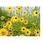26,000 Black Eyed Susan Flower Seeds with Free Shipping