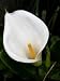 Arum Lily - 36