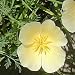 White California Poppy - 100 Seeds - Eschscholzia Calif