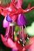 Fuchsia Plant - 24"H x 16"W - Peel and Stick Wall Decal by Wallmonkeys