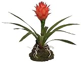 Bromelie Cynaea rot