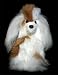 Soft Cuddly Alpaca Stuffed Animal Hand Made Pet Dog Teddy Bear APD_WHITEBROWN10_074
