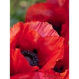 Blumenbild: Feuerwerk mit China-Mohn als Kunstdruck / Fotoprint im Format 60cm x 45cmvon "NatureToPrint"