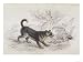 Scottish Terrier Corners a Badger in His Set Giclee Poster Print by Stewart, 24x18