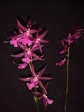Degarmoara Hani Star of Unicorn AM/AOS orchid